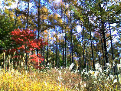 20100903_4c8097f81393f.jpg