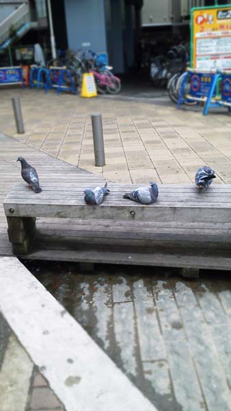 urayasu_hato.jpg